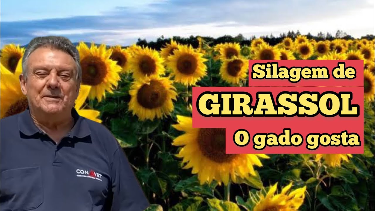 SILAGEM DE GIRASSOL | OPINIÃO DO BENEDETTI