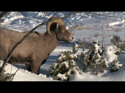 Winter in Yellowstone National Park