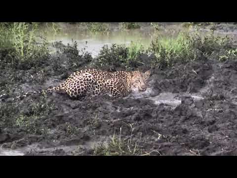 Djuma Private Game Reserve Live Stream - Young male leopard Thamba March 8, 2018