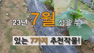 7월에 심을 수 있는 7가지  추천 작물! #주말농장 #텃밭 가꾸기