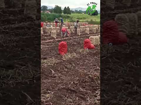 La Cosecha del Alma: Un Homenaje a la Tierra en Tenjo