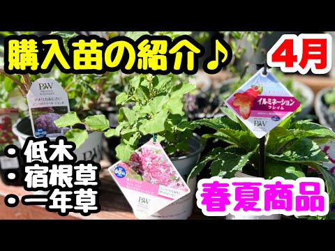 互葉のヒメソウ 植物