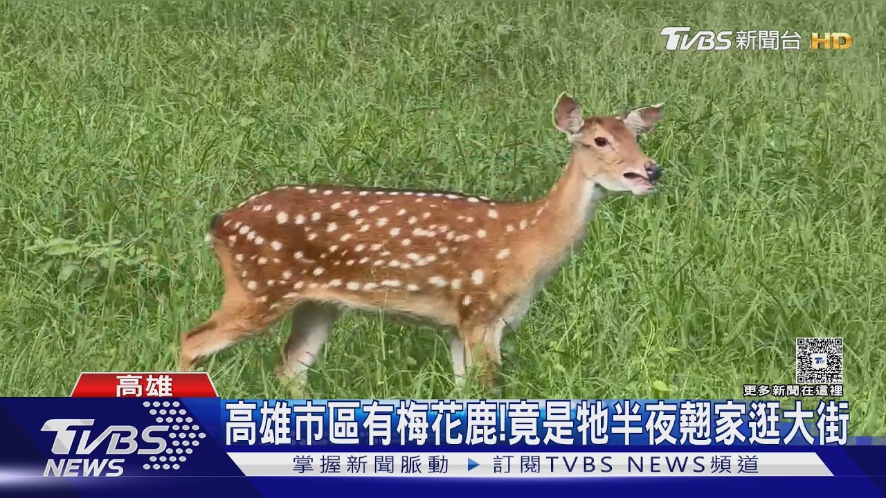 影音／小鹿翹家害慘主人！　飼主發起「動森任務」尋找還挨罰