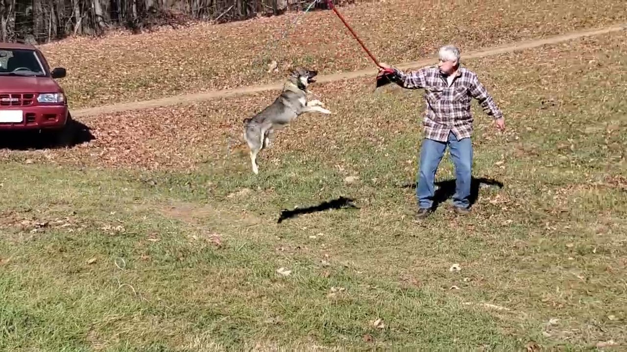Enlarge Loki *Community Post*, a ADOPTABLE mixed breed in Floyd, VA video 3/5