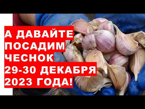 , title : 'А давайте под Новый год посадим озимый чеснок! Let's plant winter garlic for the New Year'