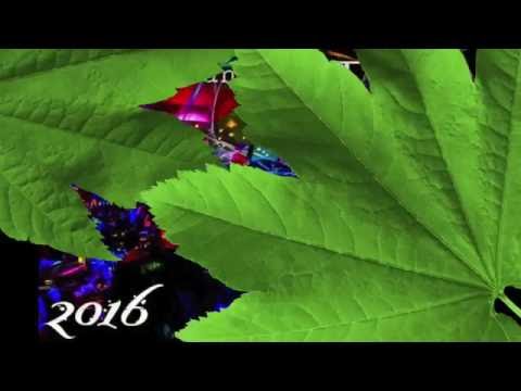 Wiz Kayaman X Tox - Wyne 2O16