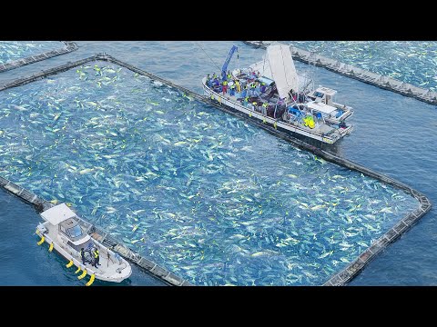 Japan’s Genius Offshore Fish Farm Harvests Millions of Fish