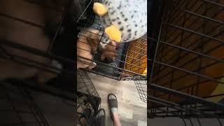 Video preview image #1 Australian Shepherd-German Shepherd Dog Mix Puppy For Sale in Chandler, AZ, USA