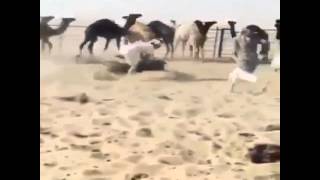 شف شلون يطرح الحاشي