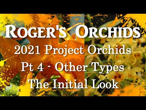 2021 Project Orchids Pt 4 Other Types - The Initial Look