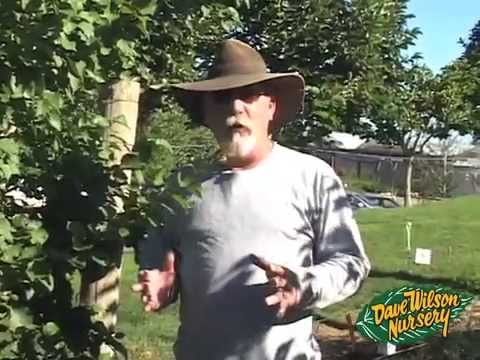 Summer Pruning Fruit Trees 2013