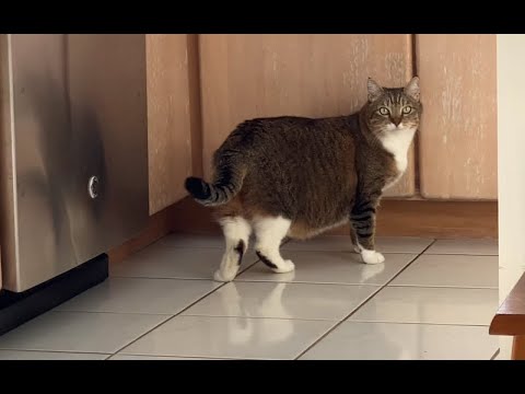 Meet Kika - House of Cats