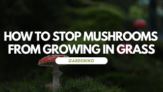 How To Stop Mushrooms From Growing In Grass