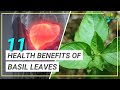 11 Incredible Health Benefits Of Basil Leaves You May Not Have Known