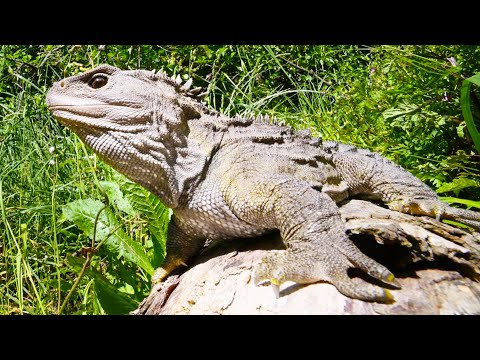 Breeding A Dream Species: My Unexpected Journey with Tuatara!