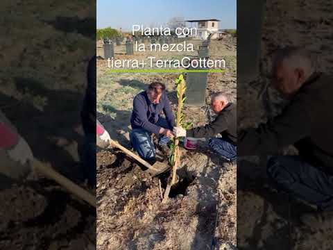 Tamaño óptimo del hoyo de plantación y enmienda del suelo para plantar árboles con éxito | Terracottem
