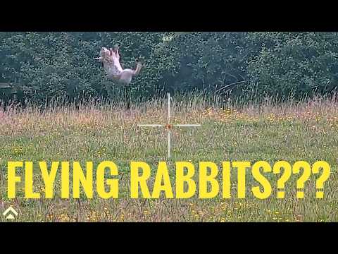 RABBIT HUNTING - HEAD SHOTS ONLY - Daystate Huntsman Revere