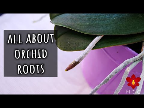 You should know this about Orchid roots! - Orchid Care for Beginners
