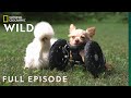 The Chihuahua And The Chicken Full Episode Unlikely Animal Friends