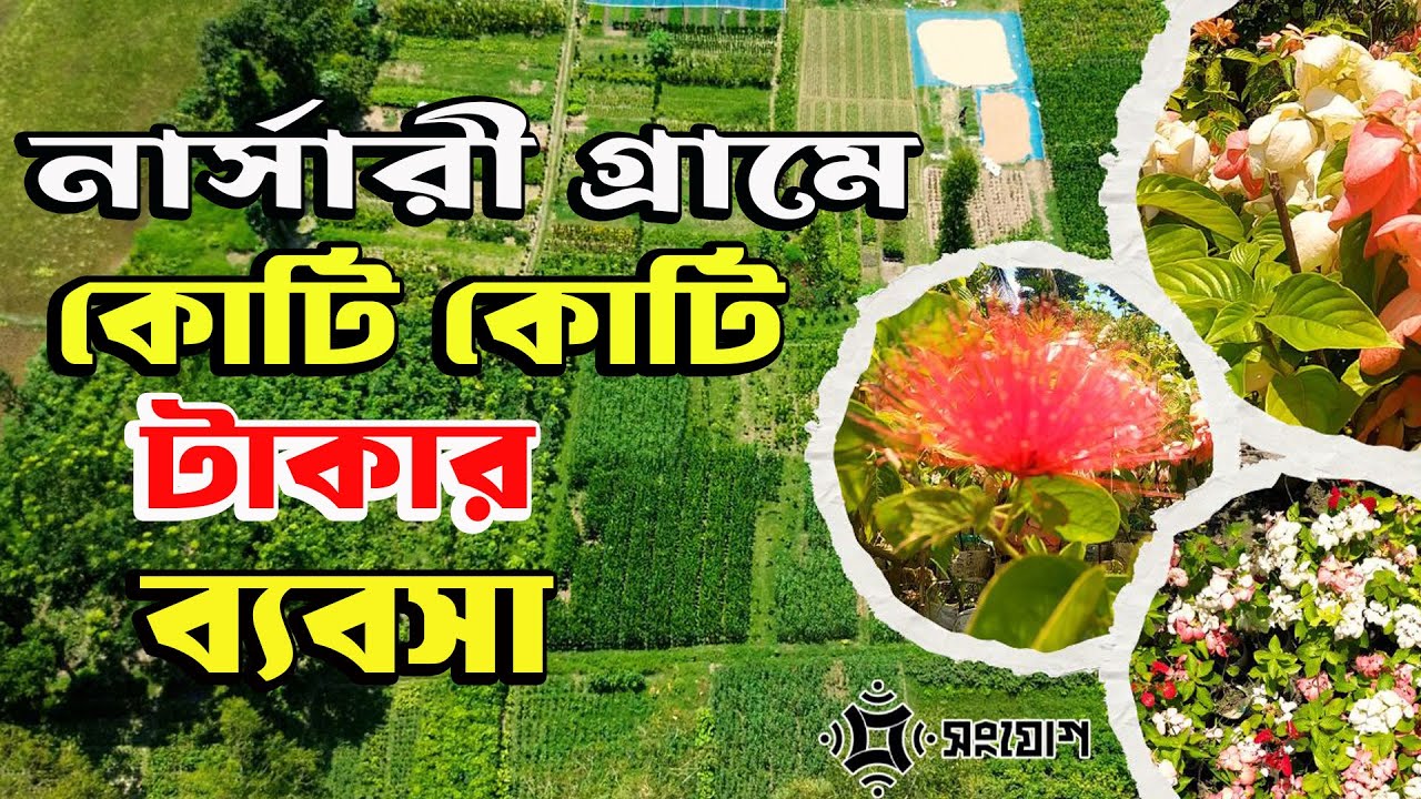 গাছের চারা বিক্রি করে কোটিপতি কৃষ্ণপুর গ্রামের মানুষ