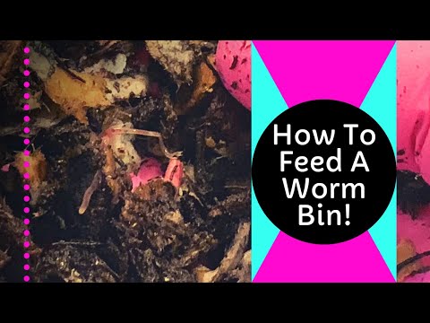 Worm Bin Basics Episode 4: Cocoon Bin Check & How To Properly Feed Worms