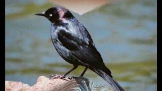 Chet Atkins "Bye Bye Blackbird"