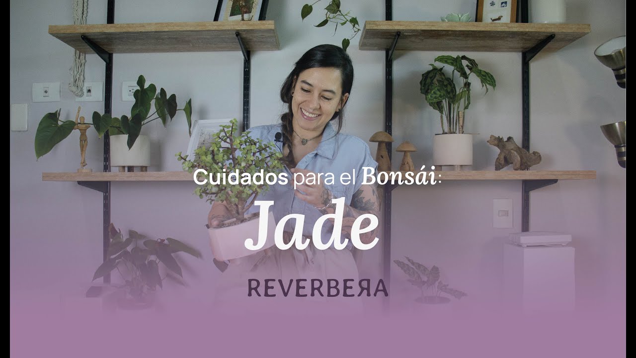 Cuidados del bonsái Jade
