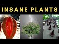 The Most Incredible Plant Adaptations