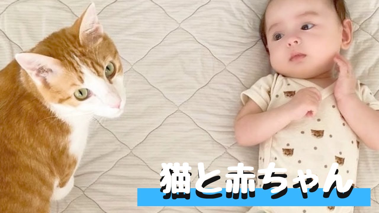 ウクライナから来た赤ちゃん、猫のあまくんと過ごした６ヶ月。