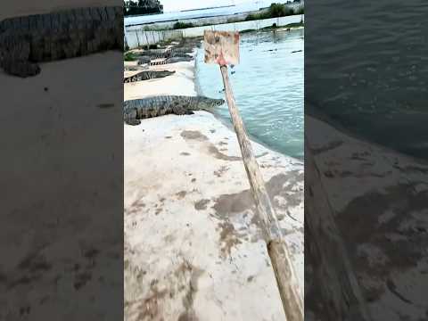 Папа среди крокодилов! Опасный бассейн или дружба с хищниками? 🏊‍♂️🐊 😲✨