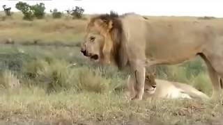 zebra attack and kill lion  lion severely injured on zebra attack