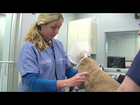 Feline Urinary Tract Infections