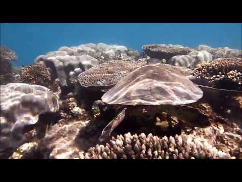 Diving with Whaleshark on the Ningaloo Reef,June 2017 HD