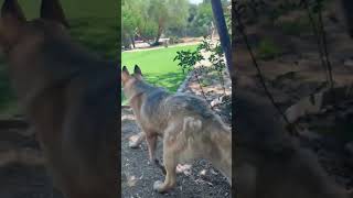 Video preview image #1 Siberian Husky-Unknown Mix Puppy For Sale in Woodland Hills, CA, USA