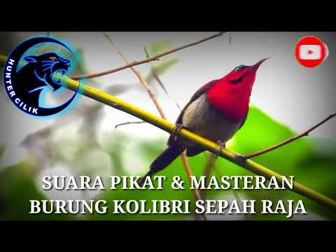 download lagu mp3 mp4 Masteran Kolibri Raja Mp3, download lagu Masteran Kolibri Raja Mp3 gratis, unduh video klip Masteran Kolibri Raja Mp3
