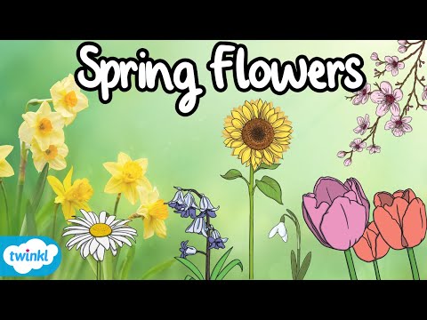 Flowers in Spring Identification for Kids! | 7 Spring Flowers 🌷