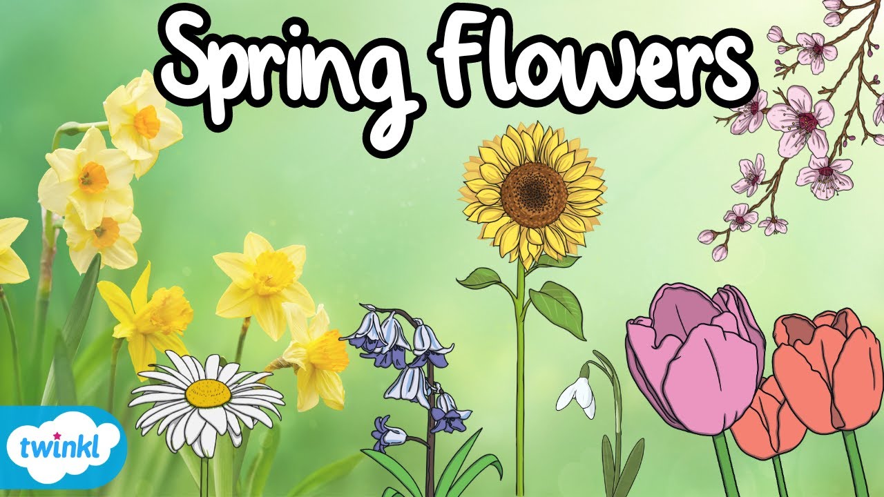 Flowers in Spring Identification for Kids! | 7 Spring Flowers 🌷