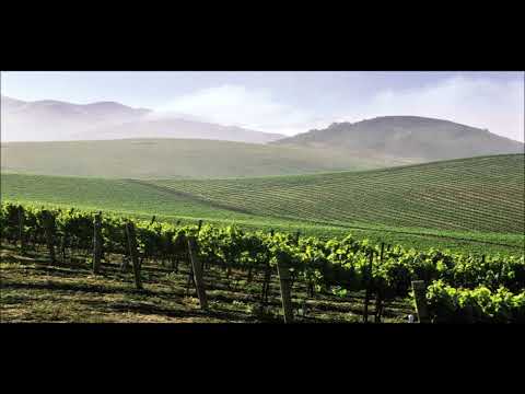 U vinogradima - Bora Stanković