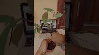 Download lagu The fig tree pulled from the street has transformed after 5 years of training - (process rehearsa... mp3