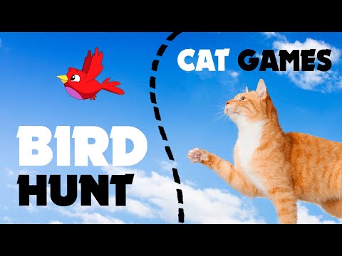 CAT GAMES BIRDS HUNT ★ games on screen for cats
