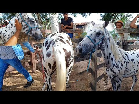 FEIRA DE CAVALOS DE CAMPO GRANDE-AL 🐎 CAVALOS DE LUXO 🐎23/03/2024 #alagoas