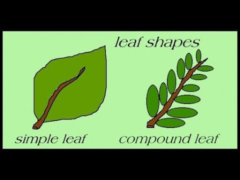 image-What are the 3 leaf types?