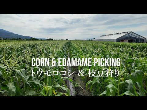 【4K】Seiko Farm Shun – Organic Corn and Edamame Picking