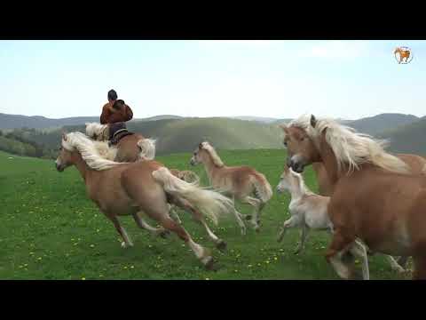 Haflinger Gestüt Meura - Weideauftrieb 2018