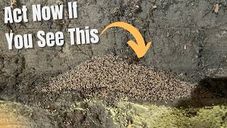 Hot To Spot Termites Before It's Too Late