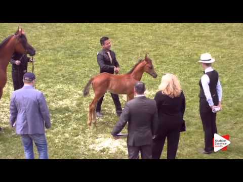 N.47 BEMBOM'S ESHAN - Ströhen 2015 C-Show - Foals (Class 1-2)
