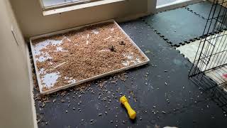 Mata Dogo Argentino the puppy Area