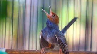 Download lagu Masteran Prenjak Kepala Merah Gacor Suara Jernih Cocok Untuk Pikat/Pancingan mp3