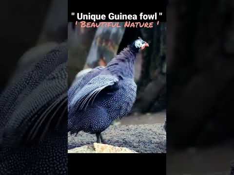 , title : 'Beautiful Guinea fowl (China Murgi) | Titri Bird | Subscribe👉@relaxingsoundsplace4017 #shorts #viral'