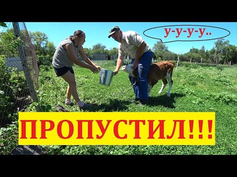 ПРИУЧАЕМ ТЕЛЁНКА ПИТЬ ИЗ ВЕДРА / КАК ОТУЧИТ ТЕЛЕНКА?